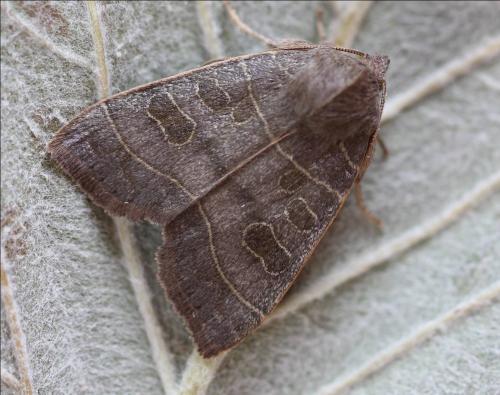 Réf. 178 448 : Ipimorpha subtusa