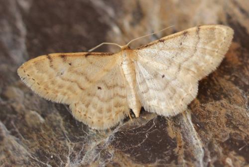 Idaea fuscovenosa