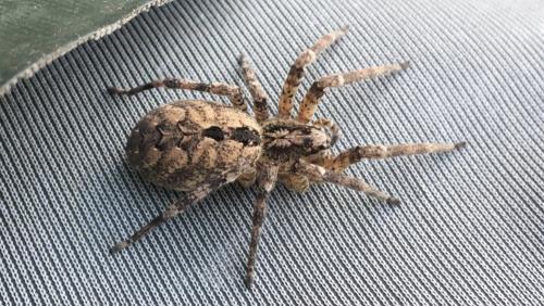 Zoropsis spinimana