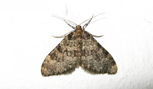 Nebula ibericata