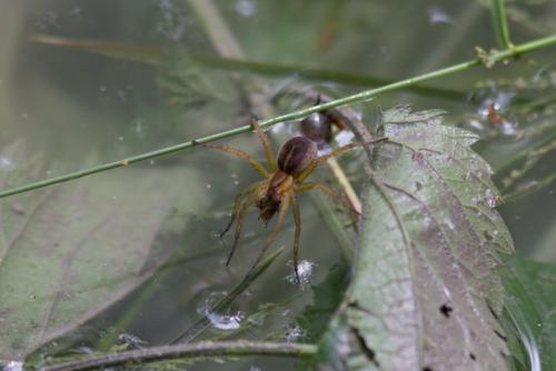 Dolomedes sp.