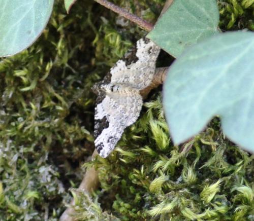 Xanthorhoe fluctuata