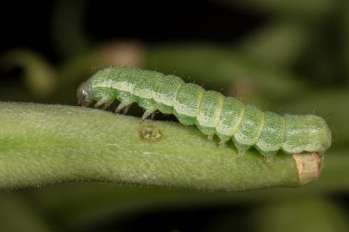 Helicoverpa armigera