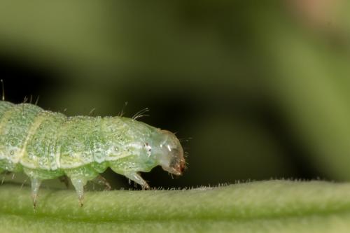 Helicoverpa armigera