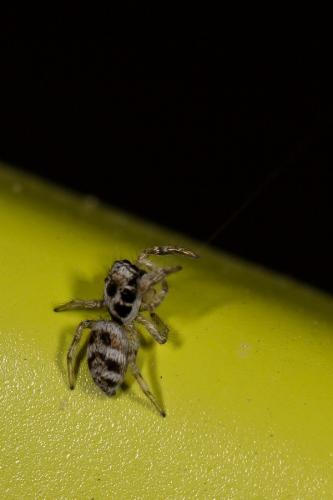 Salticus sp.