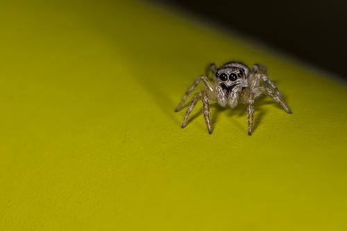 Salticus sp.