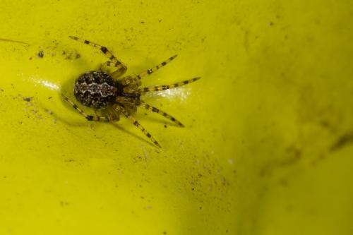 Theridion sp.