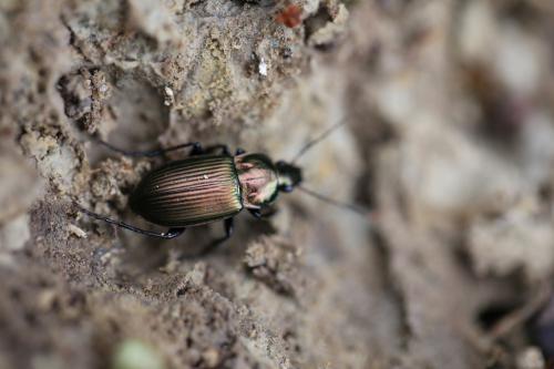 Réf. 178 391 : Poecilus cupreus
