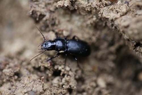 Pterostichus madidus