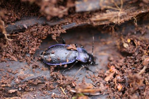 Réf. 178 398 : Carabus problematicus