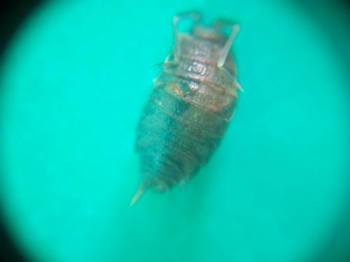 Réf. 178 113 : Porcellionides pruinosus