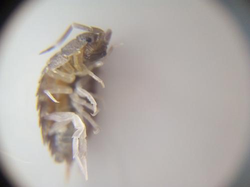 Porcellionides pruinosus