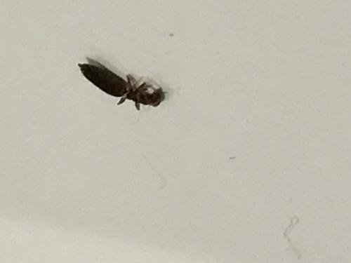 Sclerodermus domesticus