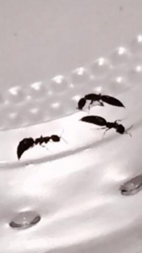 Sclerodermus domesticus
