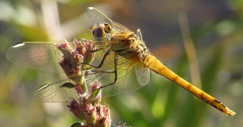 Sympetrum fonscolombii
