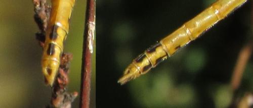 Sympetrum fonscolombii