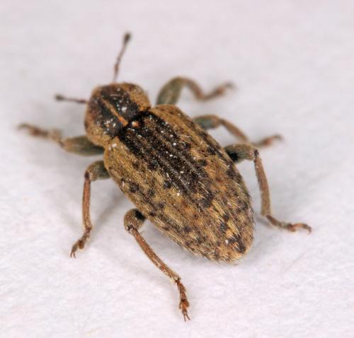Hypera sp.