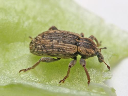 Hypera sp.