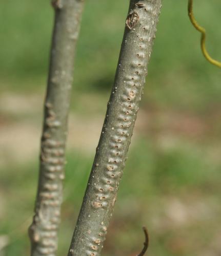 Chalcolestes viridis