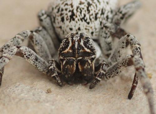 Stegodyphus sp.
