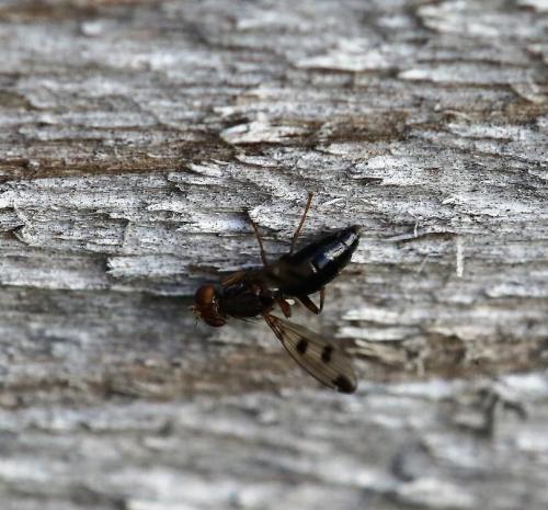 Réf. 178 457 : Geomyza tripunctata