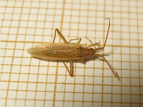 Stenodema calcarata