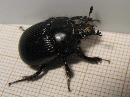Réf. 178 779 : Typhaeus typhoeus