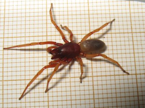 Dysdera crocata