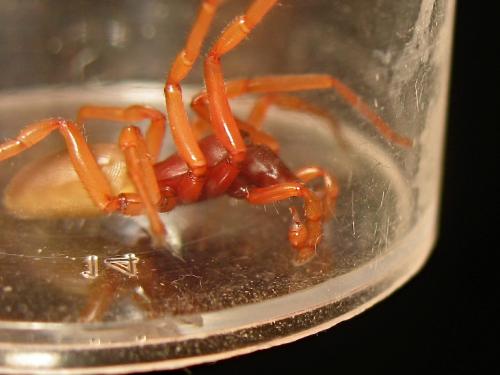 Dysdera crocata