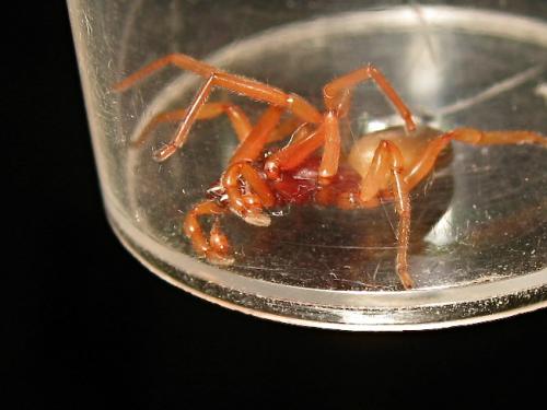 Dysdera crocata