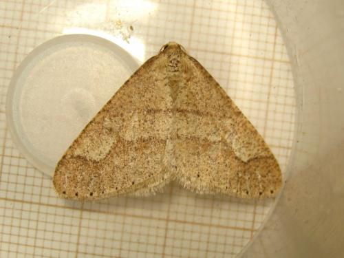 Réf. 178 849 : Agriopis marginaria