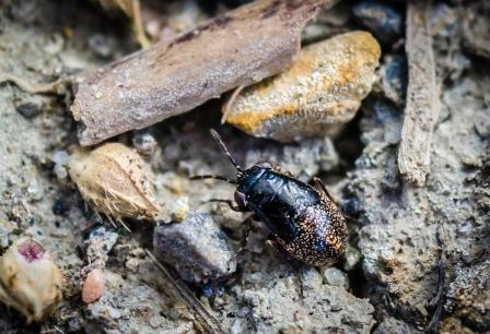 Geocoris sp.