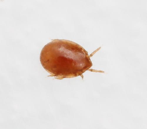 Uropoda sp.