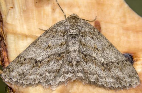 Ectropis crepuscularia