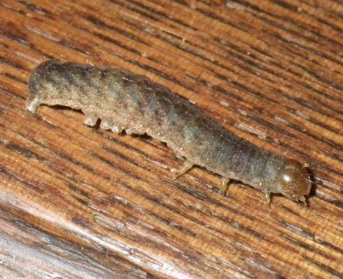 Réf. 178 460 : Phlogophora meticulosa