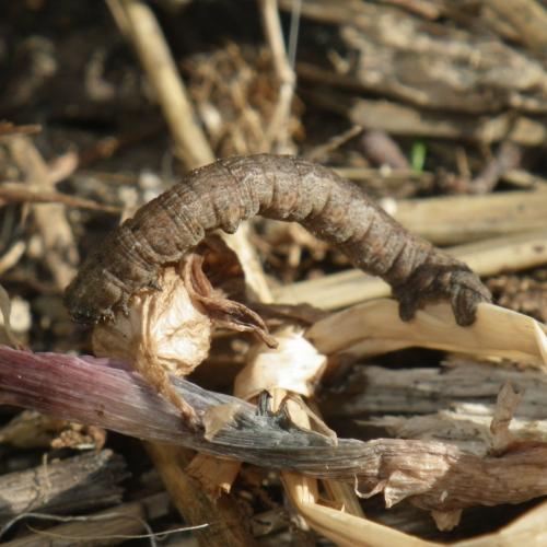Peribatodes rhomboidaria