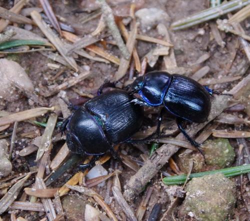 Anoplotrupes stercorosus