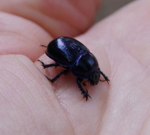 Anoplotrupes stercorosus