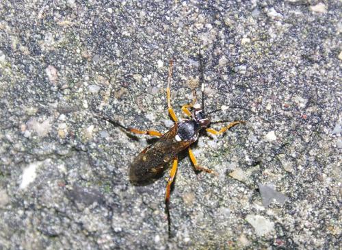 Diphyus quadripunctorius