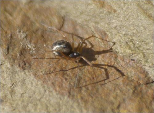 Réf. 178 046 : Tenuiphantes sp.