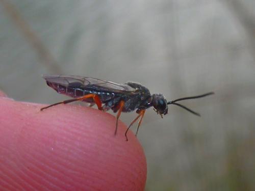 Dolerus sp.