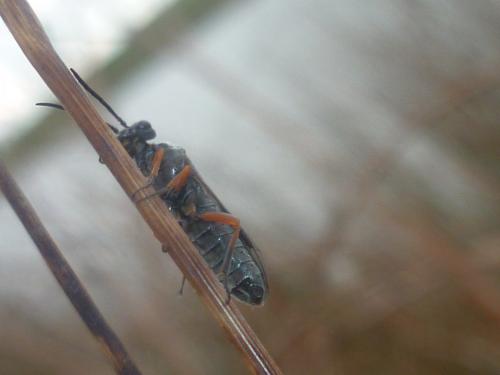 Dolerus sp.