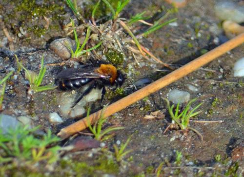 Andrena thoracica