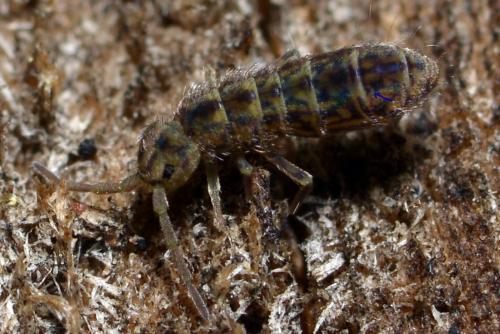 Isotomurus pseudopalustris