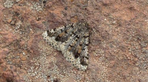 Isturgia tennoa