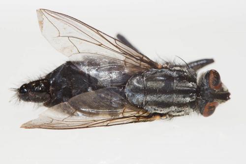 Sarcophaga variegata