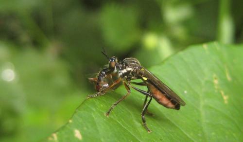 Dioctria hyalipennis