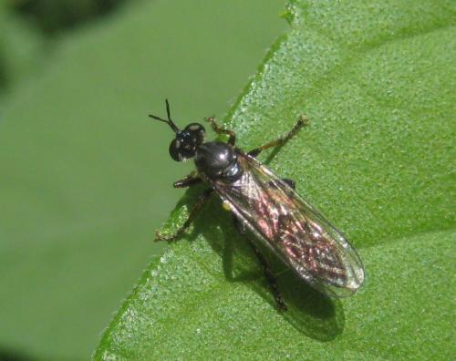 Dioctria hyalipennis