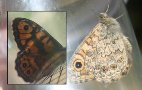 Lasiommata megera
