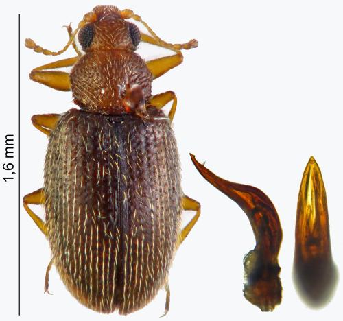 Melanophthalma distinguenda